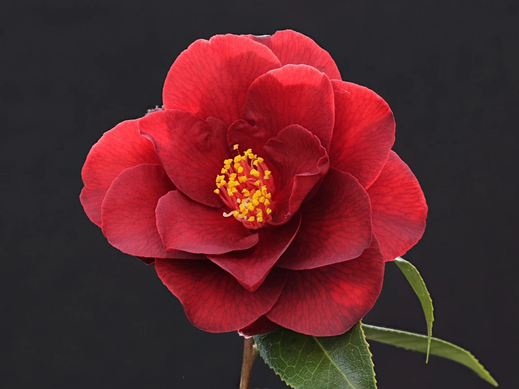 C. japonica Royal Velvet